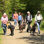 EWS-Wanderung mit Hund(en) “Durch den Kirkeler Wald”