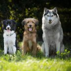 2. EWS-Hundestammtisch