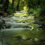 Wald, Weiher und Bergschafe: Geführte Wanderung mit Hofführung und Verkostung