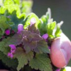 Kräuterwanderung in Darmstadt-Eberstadt