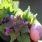 Kräuterwanderung zum Feierabend in Darmstadt