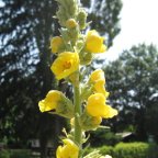 Feierabend-Kräuterwanderung in Darmstadt-Eberstadt