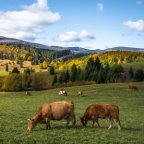 Wanderung der Stadt Wadern: „Zur Grimburg – Täler, Türme und Traumschleifen“