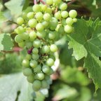 1. EWS-Weinwanderung “Rund um die Niederwürzbacher Weiher”